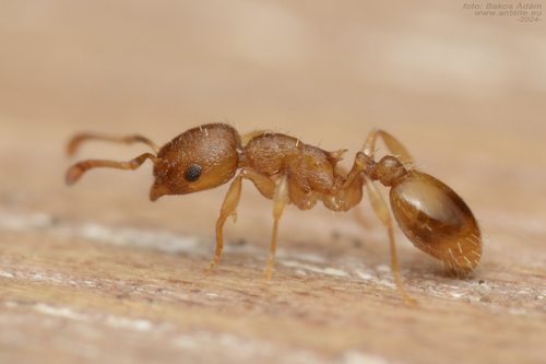Temnothorax parvulusTemnothorax parvulus