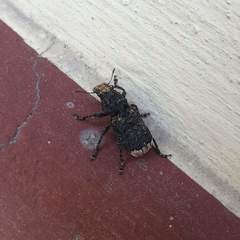 Platyrhinus resinosus
