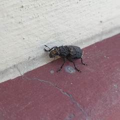 Platyrhinus resinosus