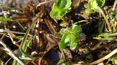 Micranthes stellaris