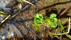 Micranthes stellaris