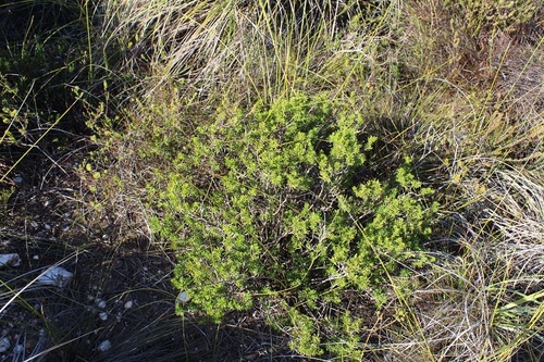 Image of Xiphotheca rosmarinifolia by (c) Brian du Preez, some rights reserved (CC BY-SA)