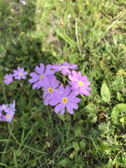 Primula nutans