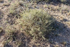 Aspalathus alpestris