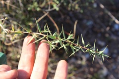 Aspalathus alpestris