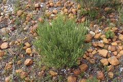 Aspalathus pinguis pinguis