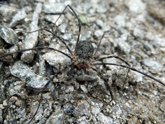 Mitopus glacialis