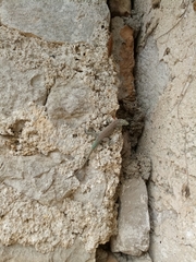 Dalmatolacerta oxycephala