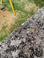 Dalmatolacerta oxycephala