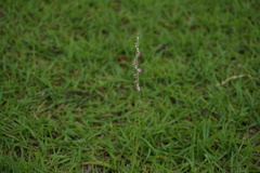 Spiranthes sinensis