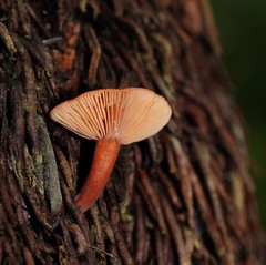Lactarius eucalypti