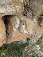 Dalmatolacerta oxycephala