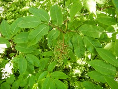 Sambucus racemosa racemosa