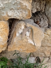 Dalmatolacerta oxycephala