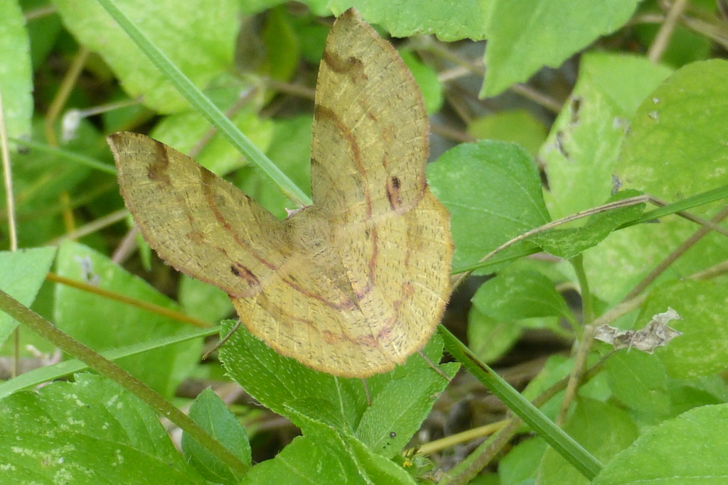 Erastria decrepitaria