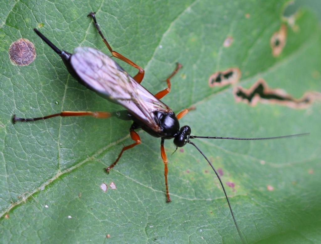 Black Slip Wasp