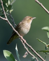 River Warbler photo 4