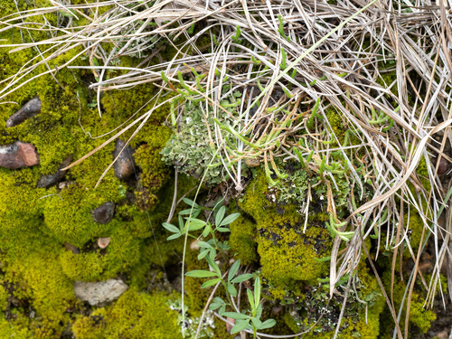 Image of Riddell's Spikemoss (Selaginella corallina) by (c) Turner Brockman, some rights reserved (CC BY-SA)