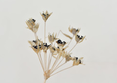 Nothoscordum gracile