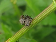 Rhinoncus leucostigma