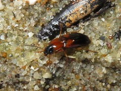Stenolophus teutonus