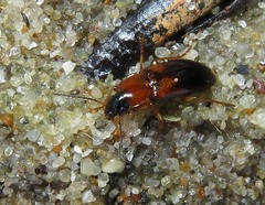 Stenolophus teutonus