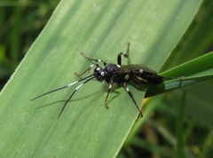Achaius oratorius