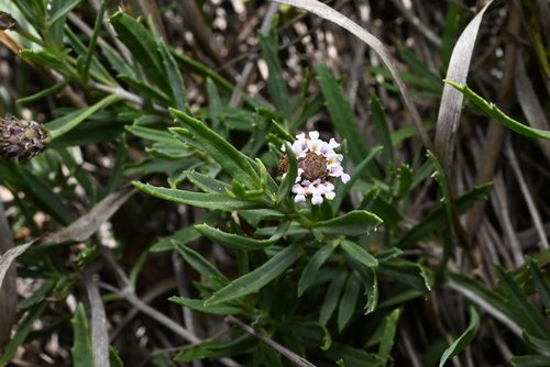 Image of Phyla cuneifolia by (c) Anders Hastings, some rights reserved (CC BY)