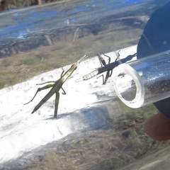 Vandiemenella viatica