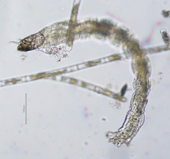 Chironomidae