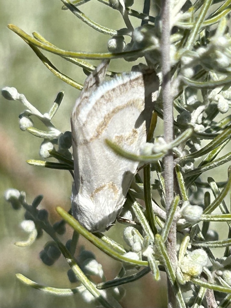 Schinia reniformis