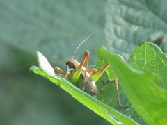Eupholidoptera chabrieri