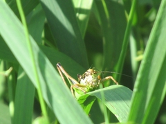 Eupholidoptera chabrieri