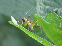 Eupholidoptera chabrieri