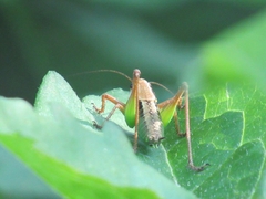 Eupholidoptera chabrieri