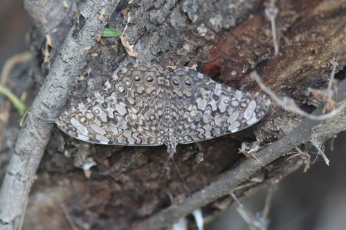 Gray Cracker photo 3