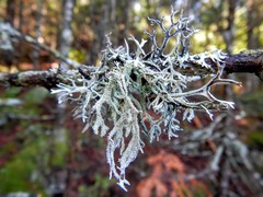 Pseudevernia consocians
