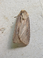 Agrotis obliqua