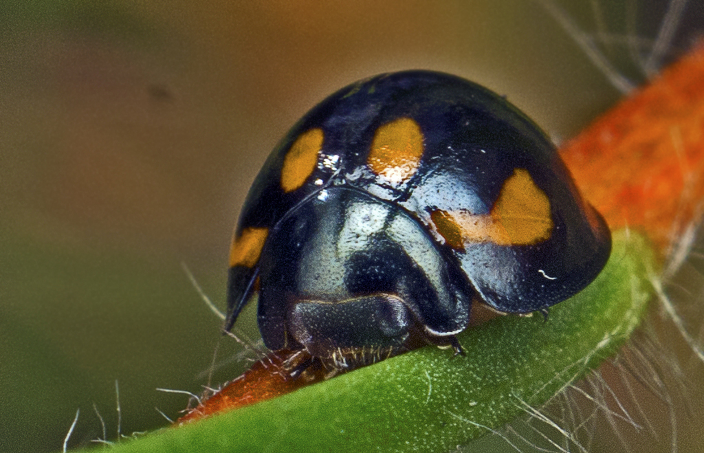 Orcus nummularis