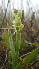 Platanthera hyperborea