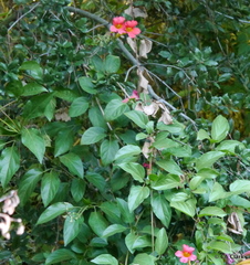 Amphilophium buccinatorium