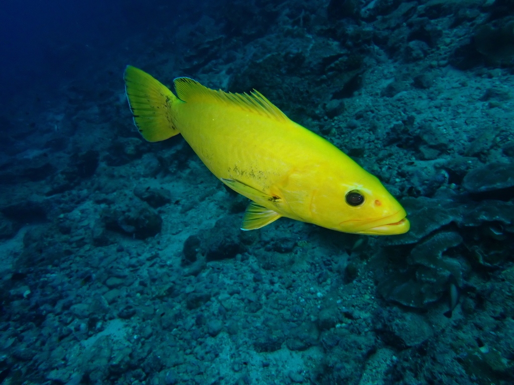 Colorado grouper (Mycteroperca olfax) — Serranidae