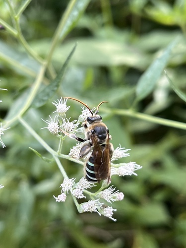 Norton's Alkali Bee photographed in Indiana