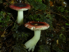 Russula roseopileata