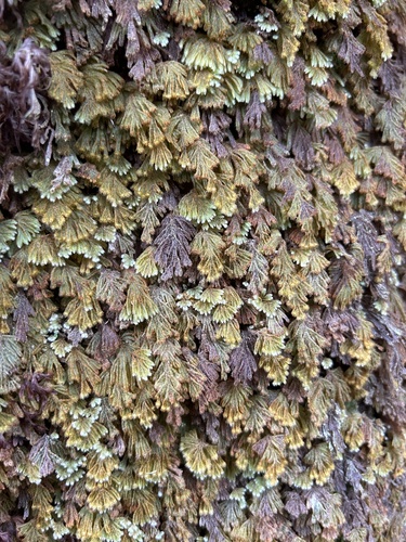 Hymenophyllum obtusum observed 2024-08-18