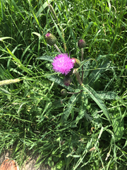 Cirsium helenioides