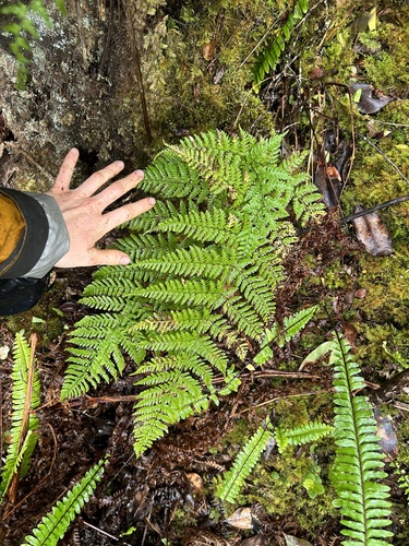 Dryopteris glabra observed 2024-08-18
