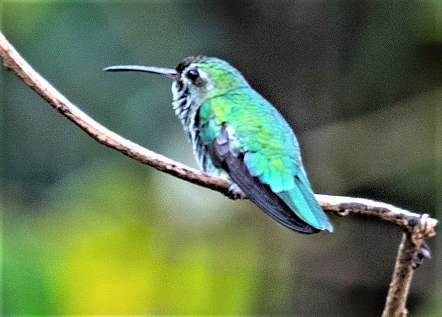 Green-tailed Goldenthroat (Polytmus theresiae), photo 4