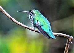 Green-Tailed Goldenthroat photo 4