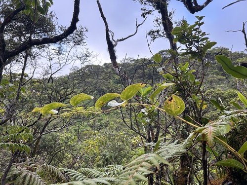 Smilax melastomifolia observed 2024-08-18